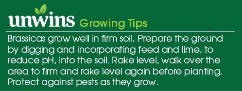 Kale Afro Seeds Unwins Growing Tips